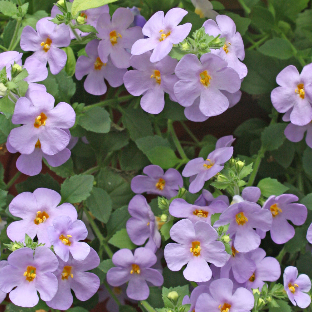 Al's Garden & Home 'Scopia Gulliver Blue' Bacopa (Sutera cordata), 4 Inch annual