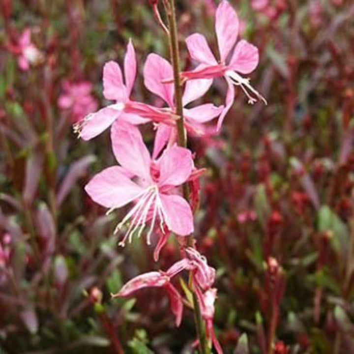 Al's Garden & Home 'Ballerina Rose' Gaura, 1 Gallon perennial