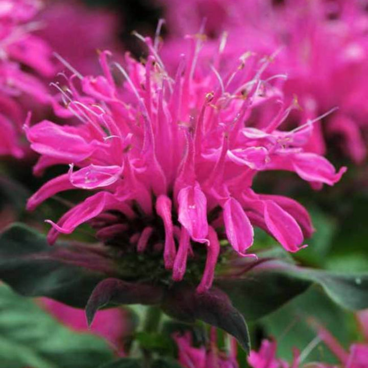 Al's Garden & Home 'Balmy Rose' Bee Balm (Monarda), 1 Gallon perennial