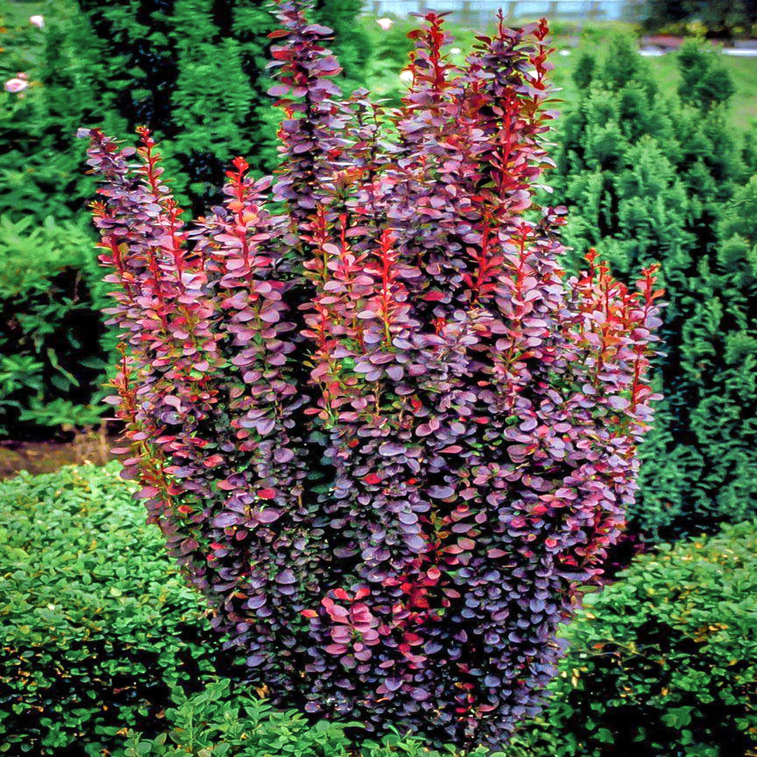 Al's Garden & Home 'Helmond Pillar' Barberry (Berberis thunbergii), 2 Gallon shrub