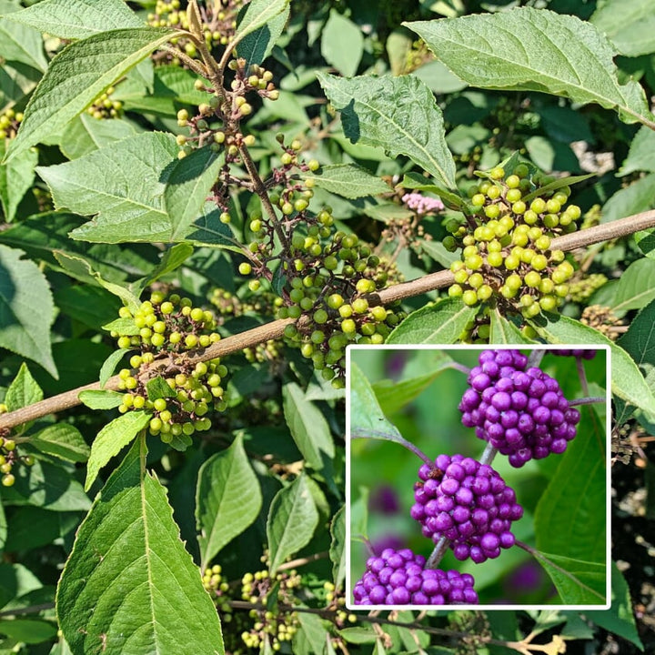 Al's Garden & Home 'Profusion' Beautyberry (Callicarpa bodinieri), 7 Gallon shrub