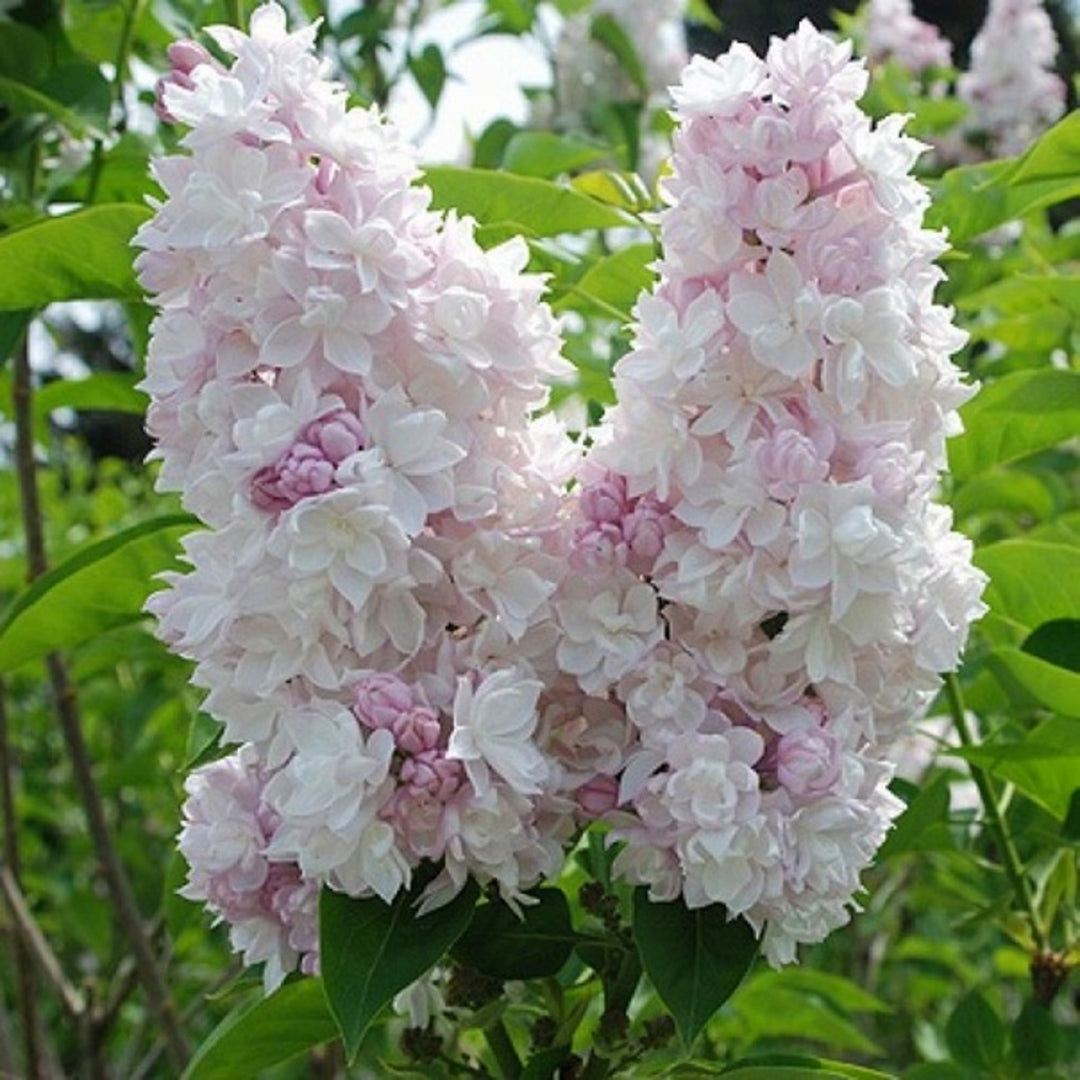 Syringa vulgaris 'Krasavitsa Moskvy' Beauty of Moscow Common Lilac, Shrub