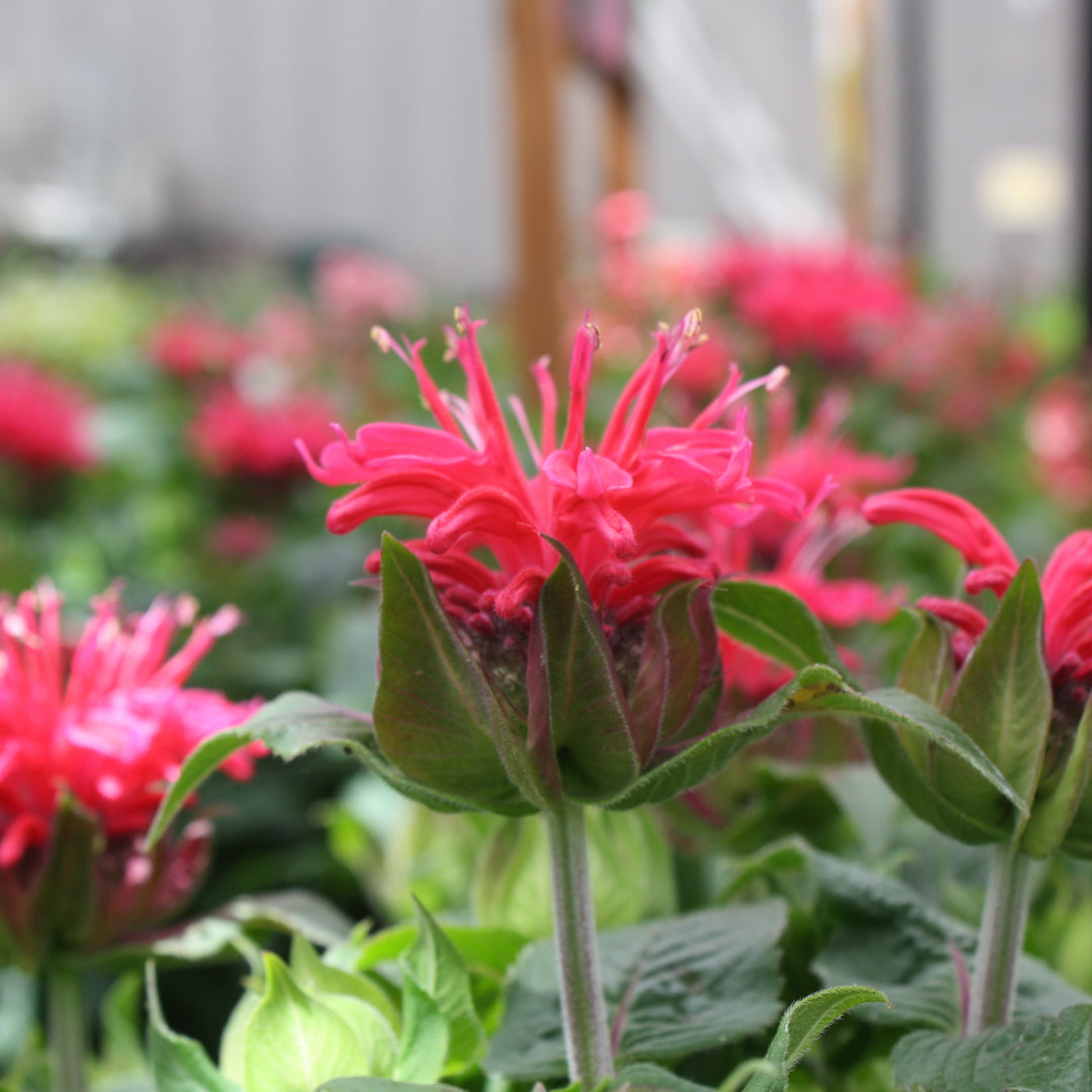 Al's Garden & Home 'Pocahontas Red Rose' Bee Balm (Monarda), 1 Gallon perennial