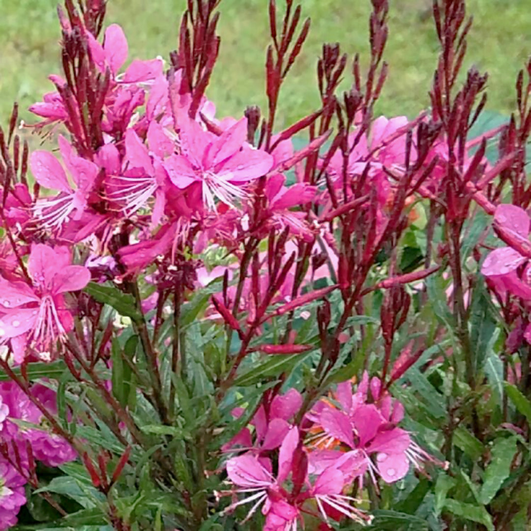 Gaura lindheimeri 'KLEGL22507' PP36207 Belleza® Dark Pink Wand Flower, Perennial