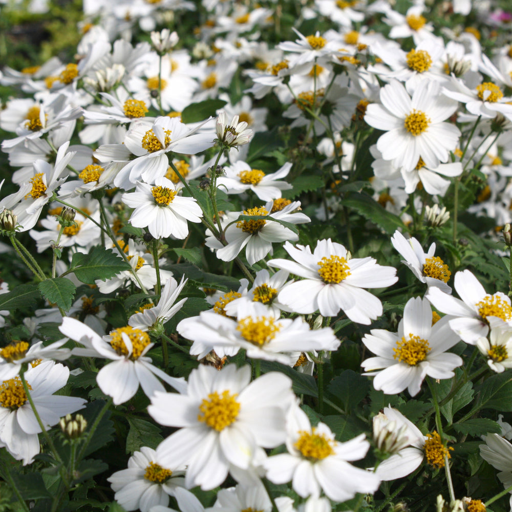 Al's Garden & Home 'White Delight' Bidens, 4 Inch annual