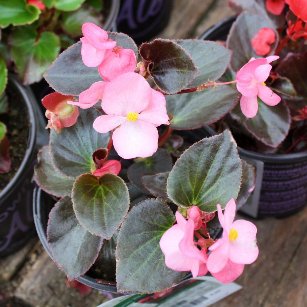 Al's Garden & Home 'Big Pink Bronze Leaf' Begonia, 1 Gallon annual