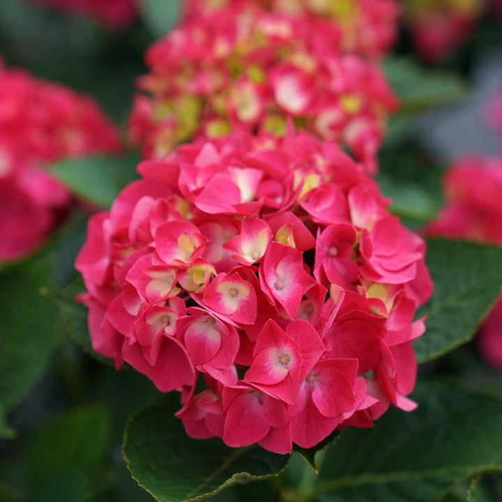 Al's Garden & Home 'Wee Bit Giddy' Mophead Hydrangea (Hydrangea macrophylla), 2 Gallon shrub