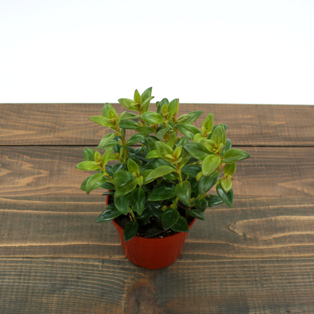 Al's Garden & Home 'Black Gold' Goldfish Plant (Nematanthus), 4 Inch houseplant