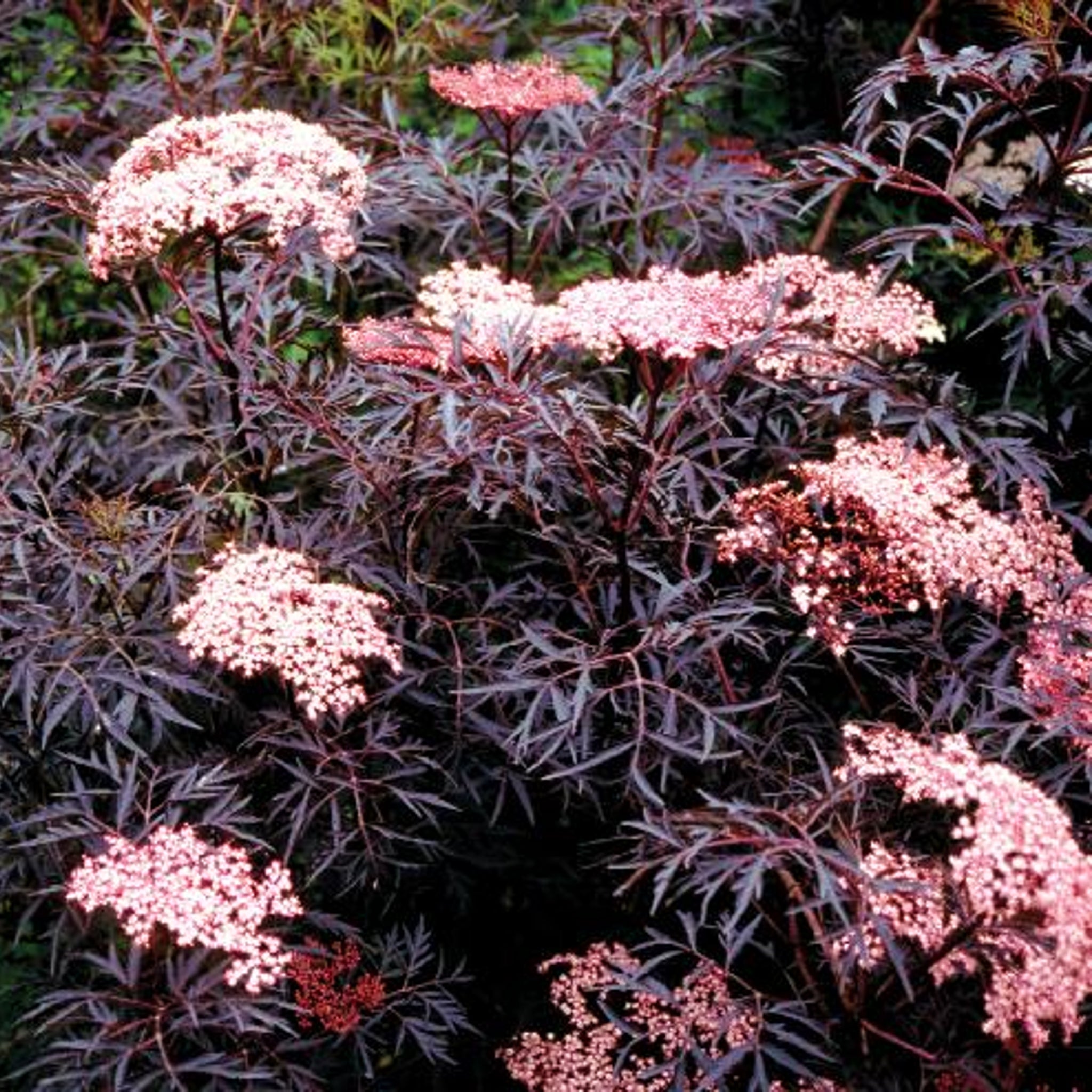Trees, Shrubs, and Vines - Al's Garden & Home – Page 3