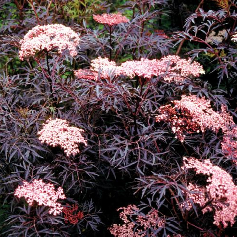 Sambucus nigra 'Eva' Black Lace® Elderberry, Shrub