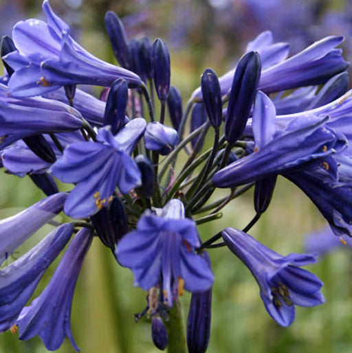 Al's Garden & Home 'Black Pantha' Lily of the Nile (Agapanthus), 5 Inch perennial