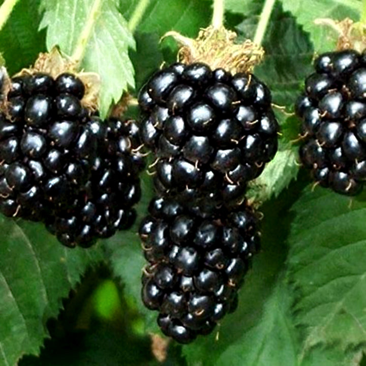 Al's Garden & Home 'Triple Crown' Blackberry (Rubus fructicosus), 1 Gallon edible vine