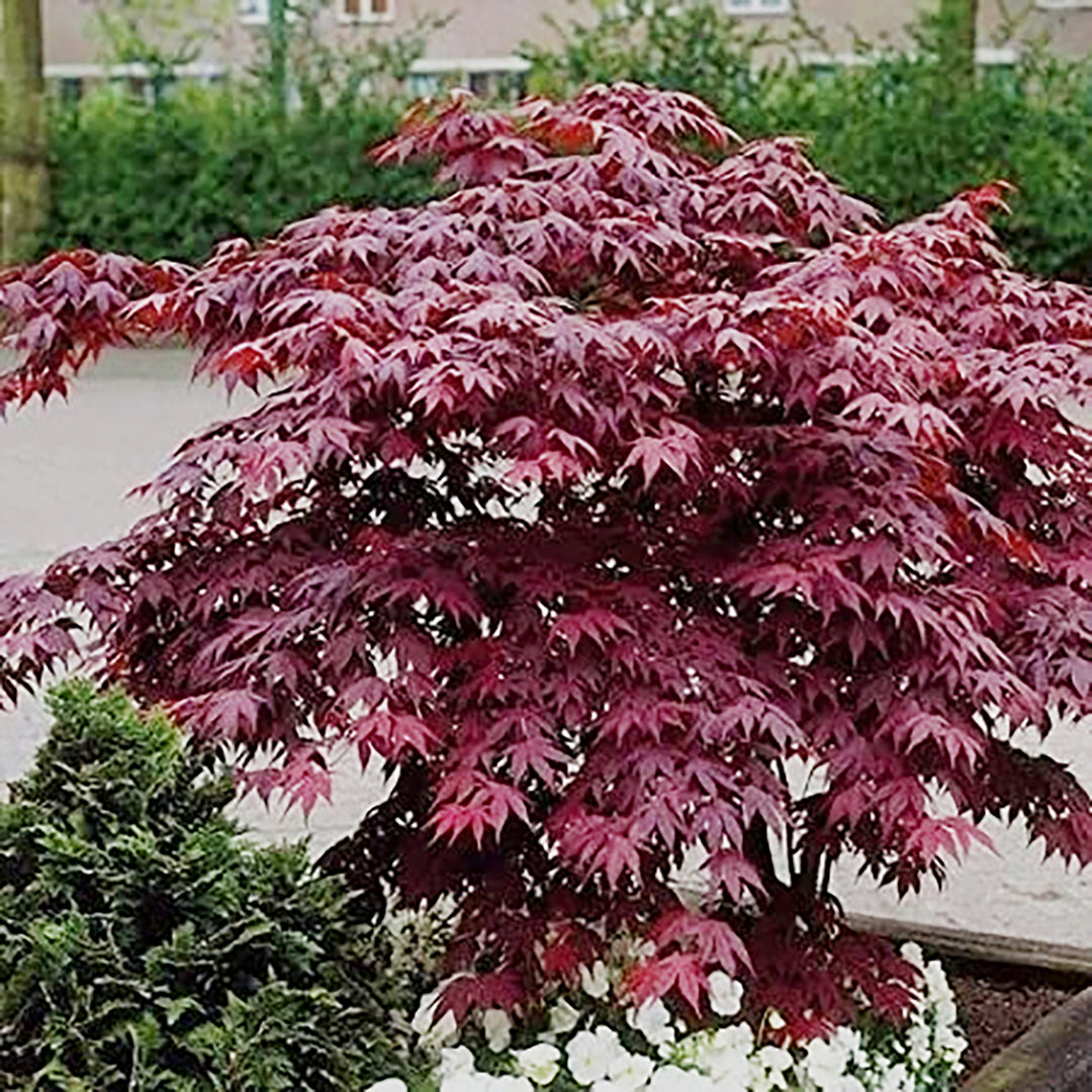 Al's Garden & Home 'Bloodgood' Japanese Maple (Acer palmatum), 7 Gallon tree