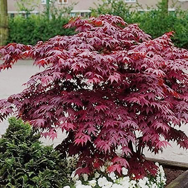 Acer palmatum 'Bloodgood' Japanese Maple, Tree
