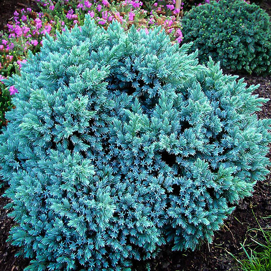 Juniperus squamata 'Blue Star' Flaky Juniper, Tree