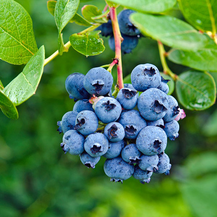 Al's Garden & Home 'Bluejay' Blueberry (Vaccinium), 1 Gallon edible shrub