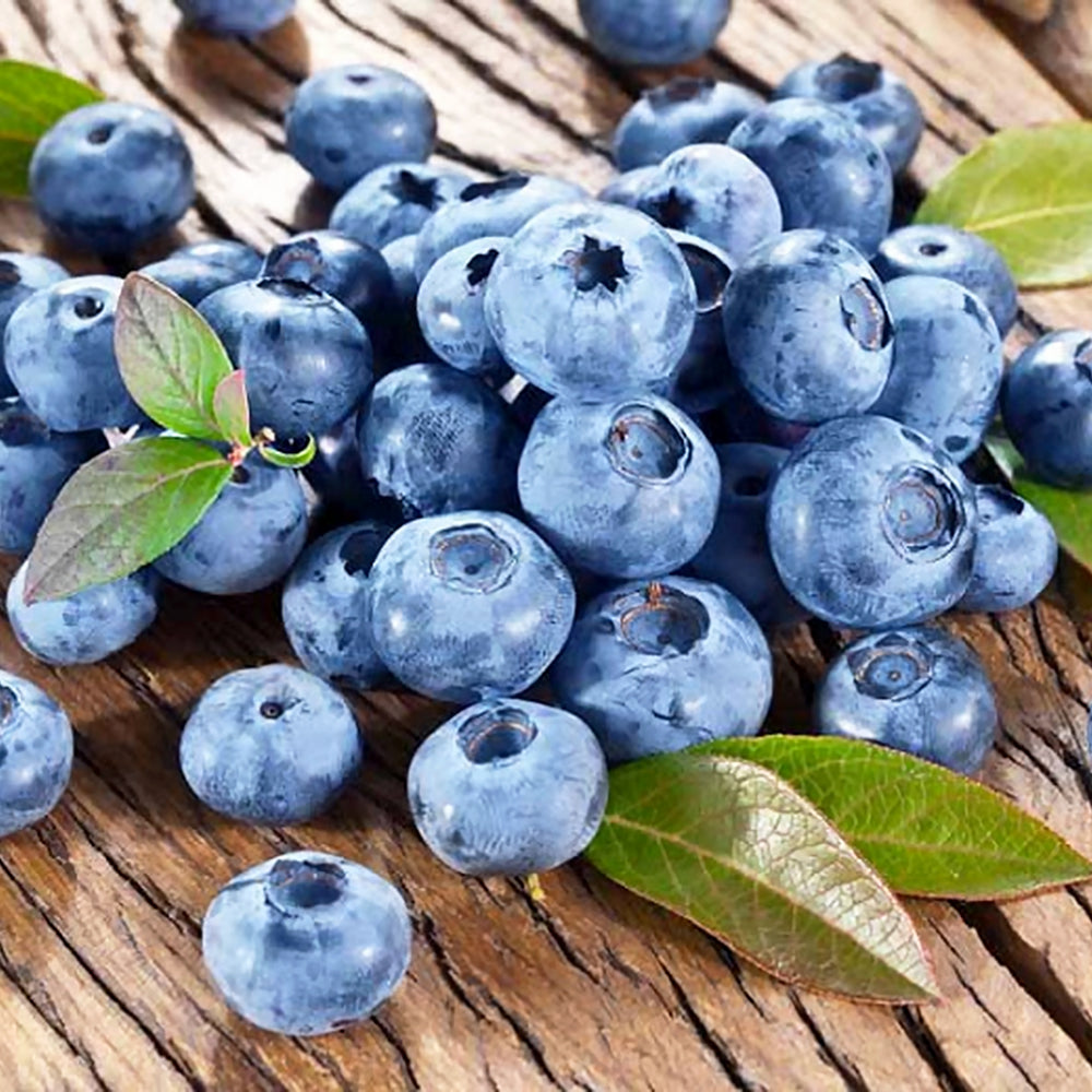 Vaccinium corymbosum 'Bluecrop' Highbush Blueberry, Shrub