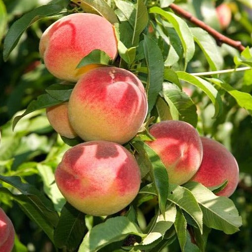 Prunus persica 'Bonanza' Bare Root Peach Tree, Miniature Peach, Tree