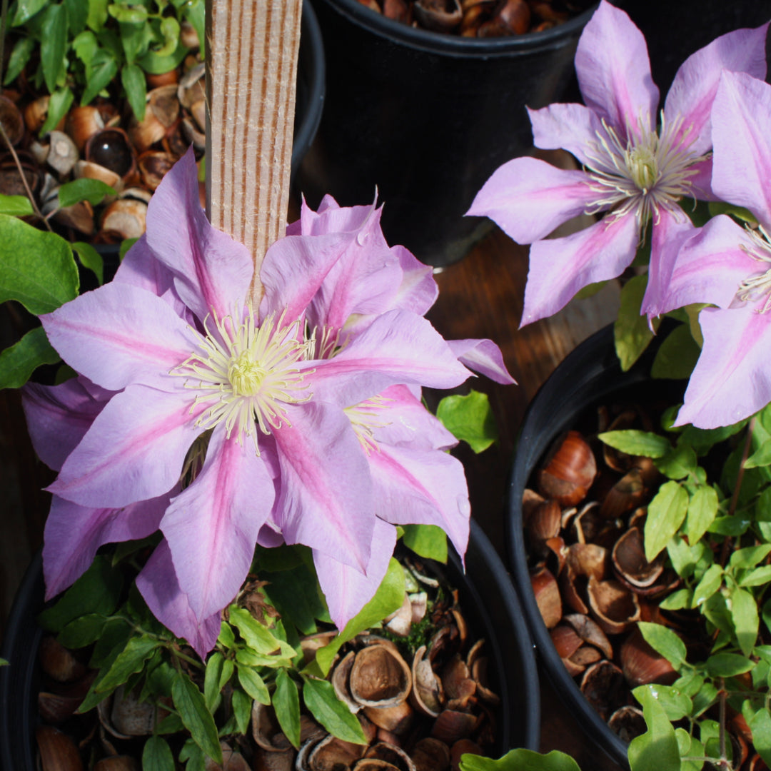 Clematis x 'Evipo080' Boulevard® Volunteer™ Clematis, Vine