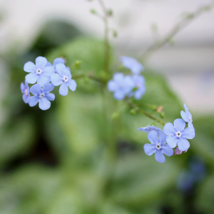 Heartleaf Brunnera