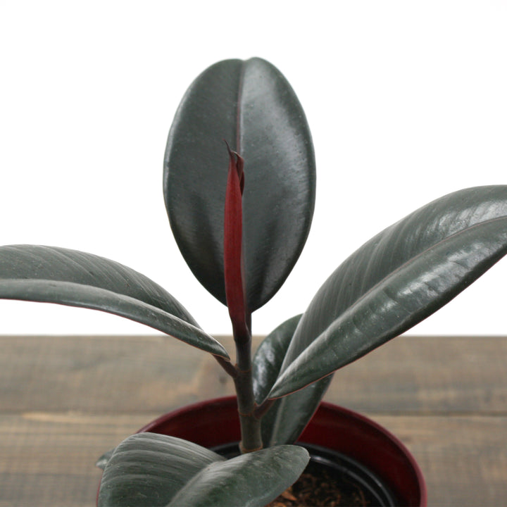 Al's Garden & Home 'Burgundy' Rubber Plant (Ficus elastica), 10 Inch houseplant