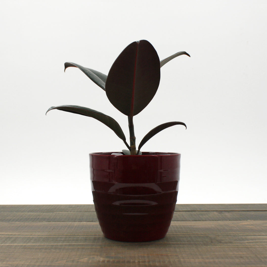 Al's Garden & Home 'Burgundy' Rubber Plant (Ficus elastica), 6 Inch houseplant