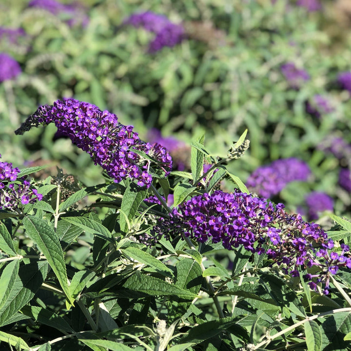 Al's Garden & Home 'Lo & Behold Purple Haze' Butterfly Bush (Buddleia), 2 Gallon shrub