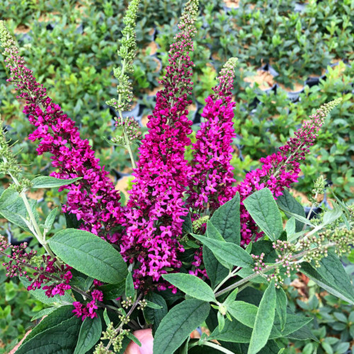 Al's Garden & Home 'Lo & Behold Ruby Chip' Butterfly Bush (Buddleia), 2 Gallon shrub