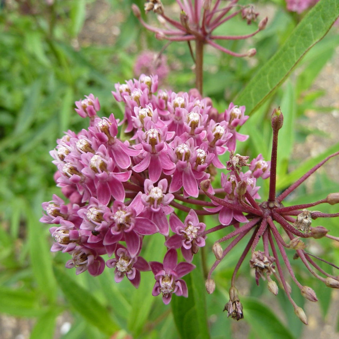 Butterfly Milkweed
