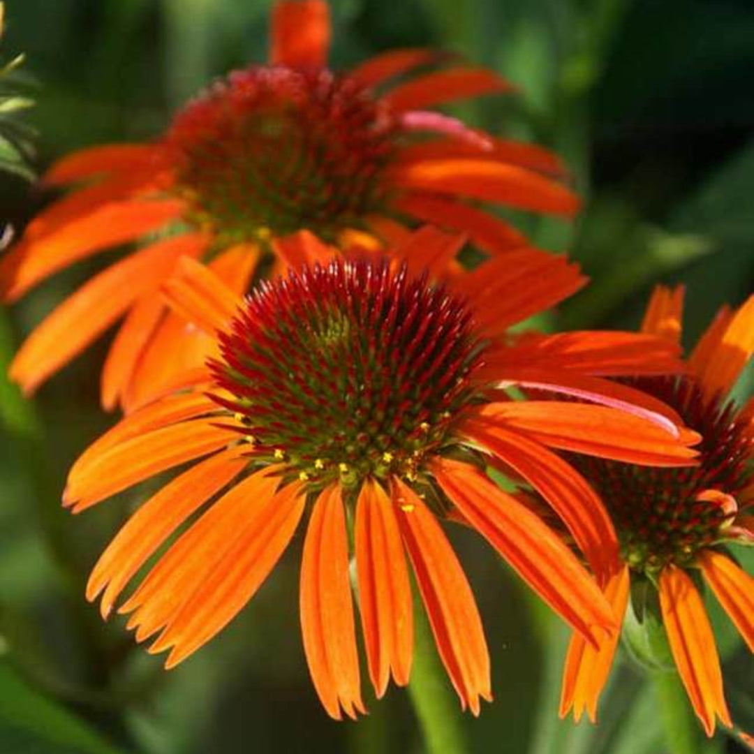 Al's Garden & Home 'Butterfly Orange Skipper' Coneflower (Echinacea), 1 Gallon perennial