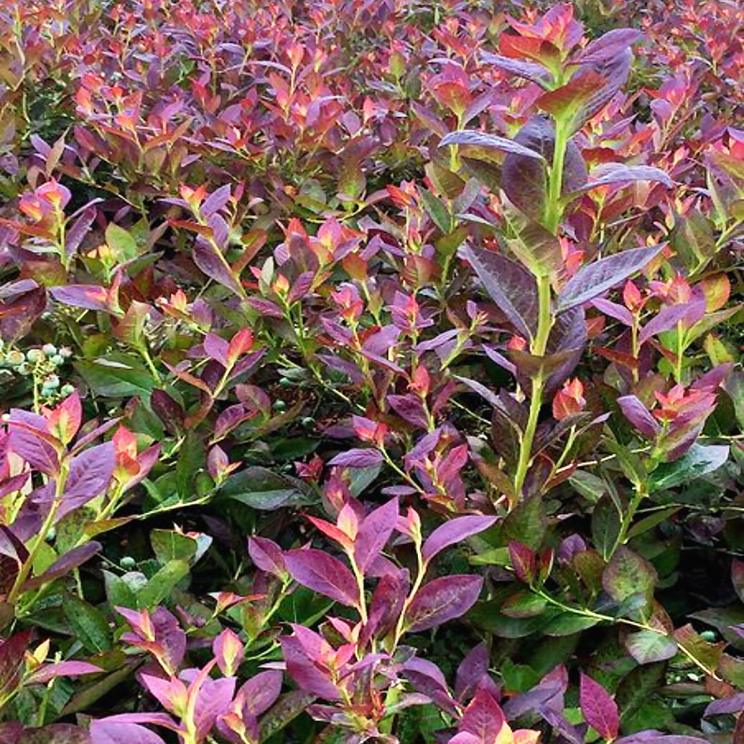 Vaccinium corymbosum 'Cabernet Splash' Highbush Blueberry, Shrub