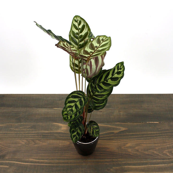 Peacock Plant