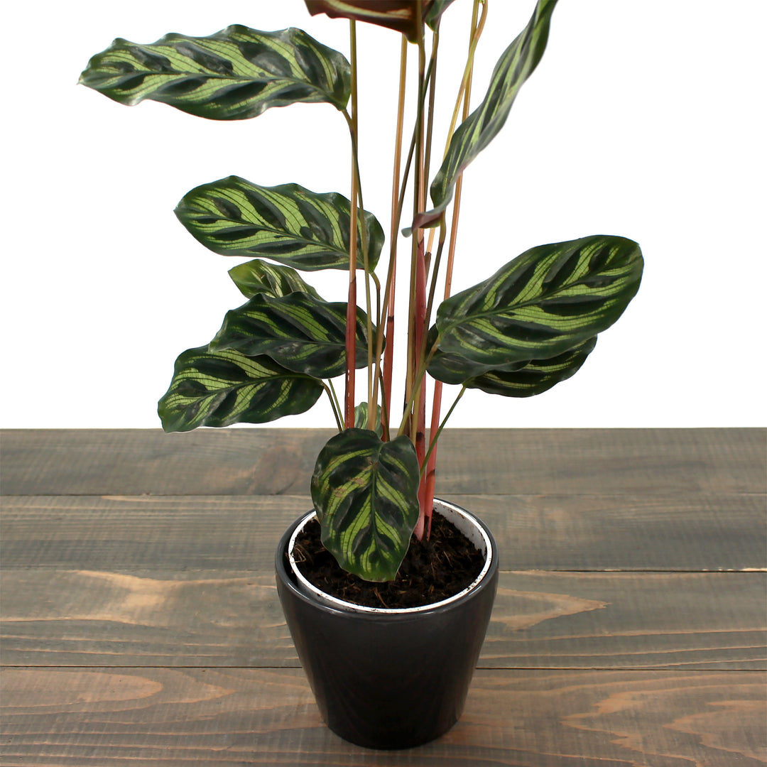 Peacock Plant