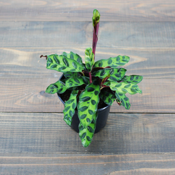 Superior Plant Sales generic Rattlesnake Calathea (Calathea lancifolia), 4 Inch houseplant