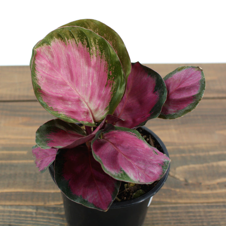 Al's Garden & Home 'Rosy' Rose-Painted Calathea (Calathea roseopicta), 4 Inch houseplant