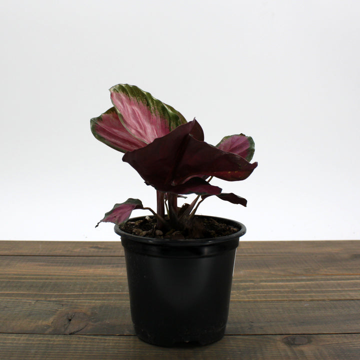 Al's Garden & Home 'Rosy' Rose-Painted Calathea (Calathea roseopicta), 4 Inch houseplant