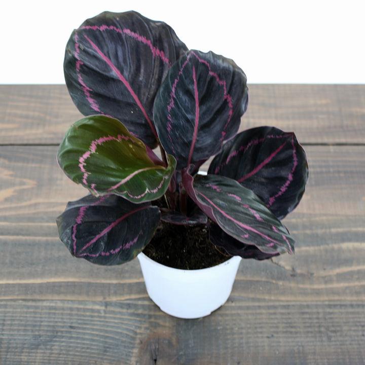 Al's Garden & Home 'Dottie' Rose-Painted Calathea (Calathea roseopicta), 4 Inch houseplant