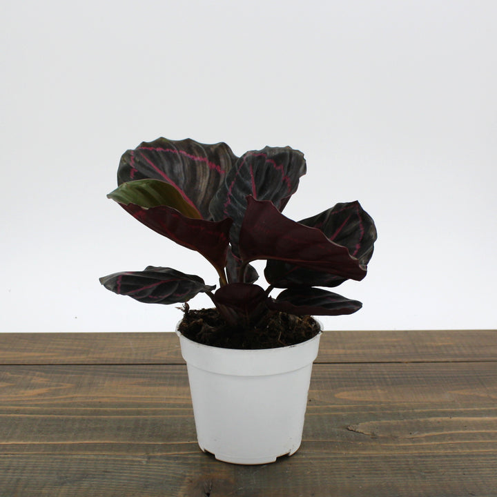 Al's Garden & Home 'Dottie' Rose-Painted Calathea (Calathea roseopicta), 4 Inch houseplant