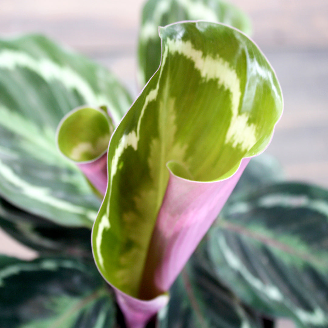 Al's Garden & Home 'Medallion' Rose-Painted Calathea (Calathea roseopicta), 4 Inch houseplant