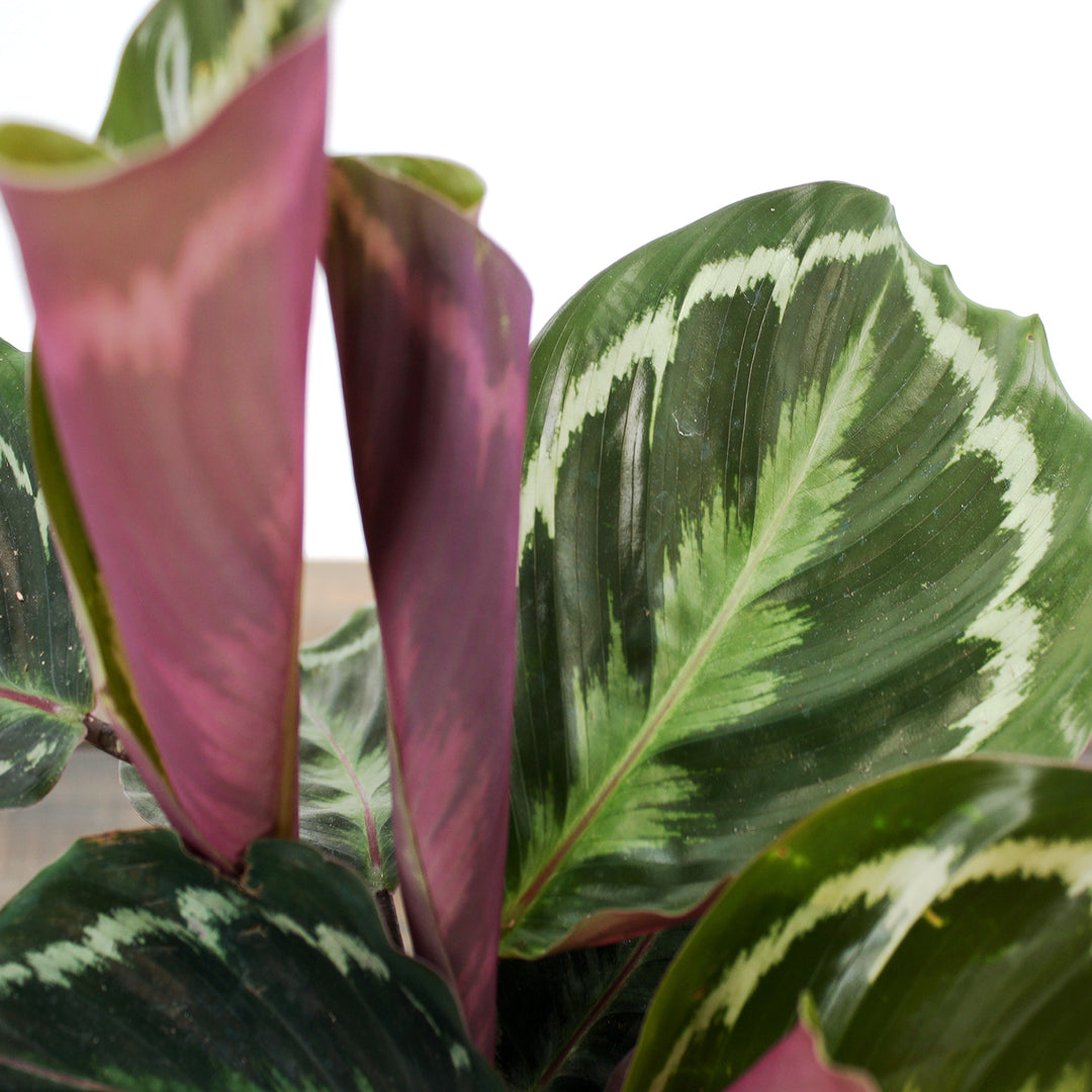 Al's Garden & Home 'Medallion' Rose-Painted Calathea (Calathea roseopicta), 4 Inch houseplant