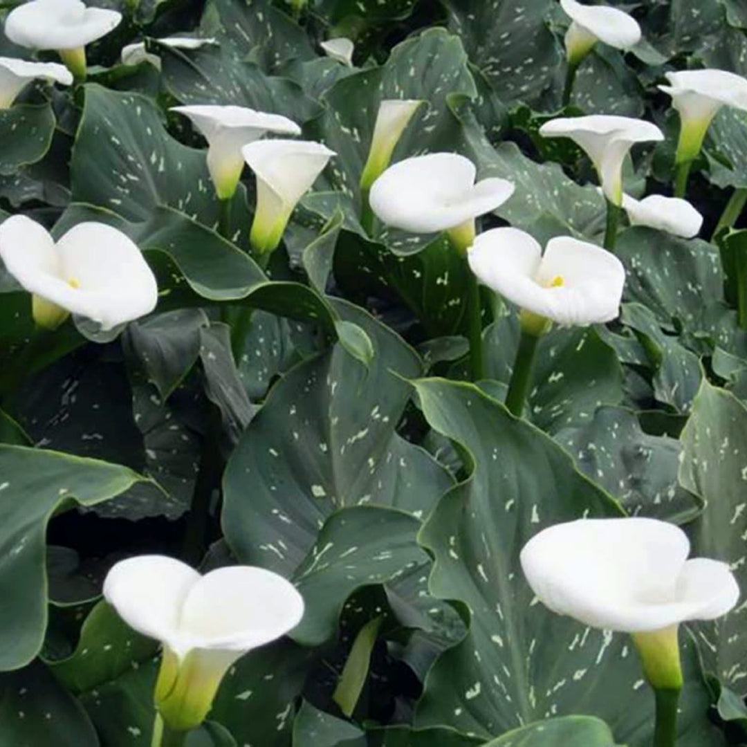 Al's Garden & Home 'White Giant' Calla Lily (Zantedeschia aethiopica), 1 Gallon perennial