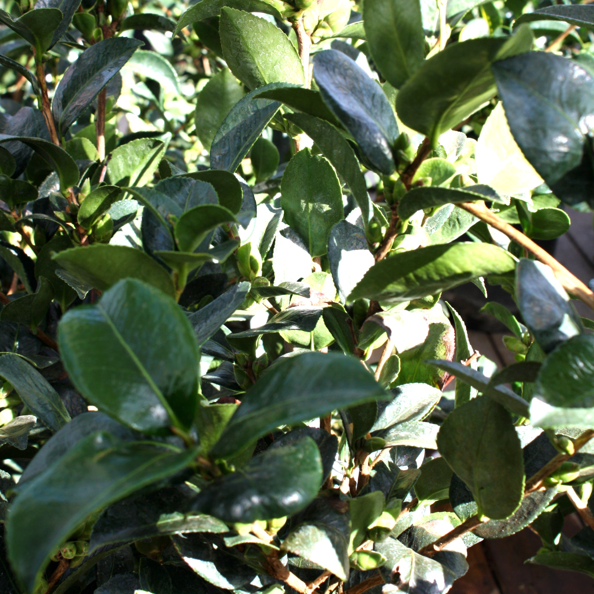 Camellia – Al's Garden & Home