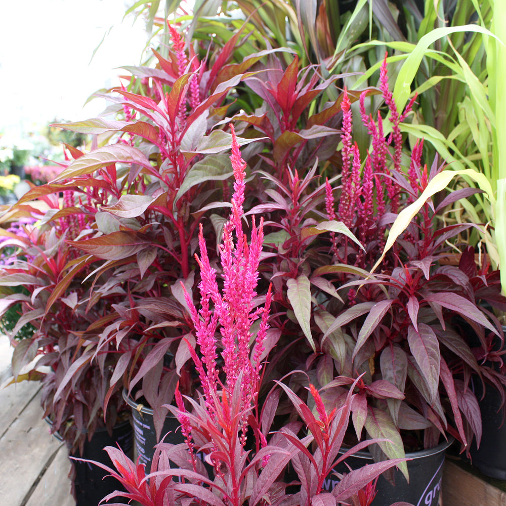 Al's Garden & Home 'Dragon's Breath' Celosia, 6 Inch annual