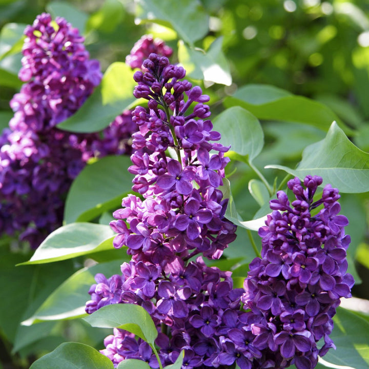 Syringa vulgaris 'Charles Joly' Common Lilac, Shrub