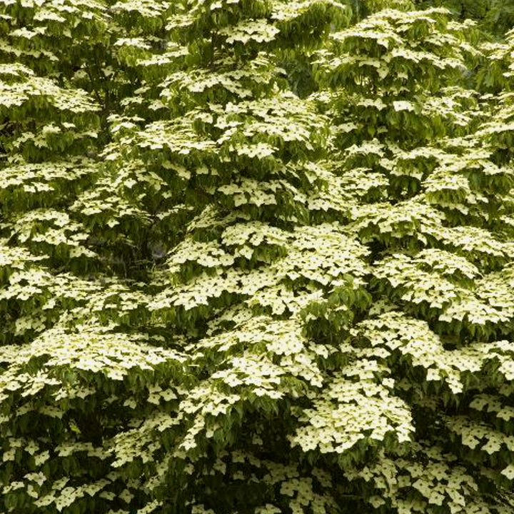 Al's Garden & Home 'Yellow' Chinese Dogwood (Cornus kousa chinensis), 7 Gallon tree