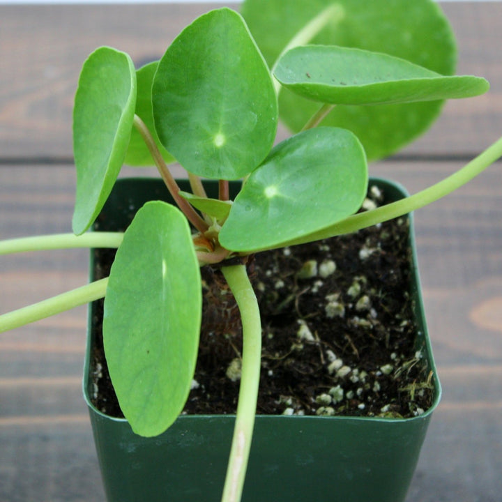 Pilea peperomioides Chinese Money Plant, Houseplant