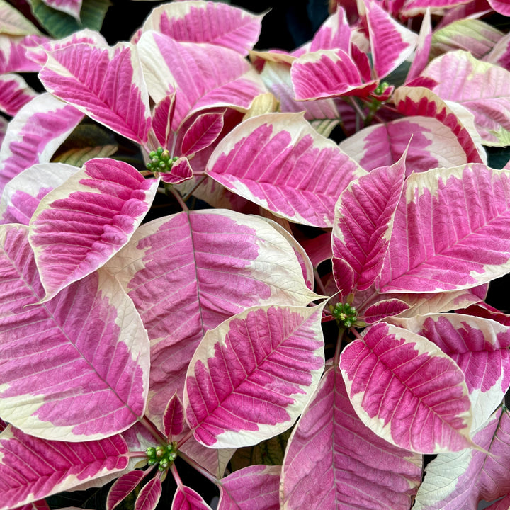 Poinsettia