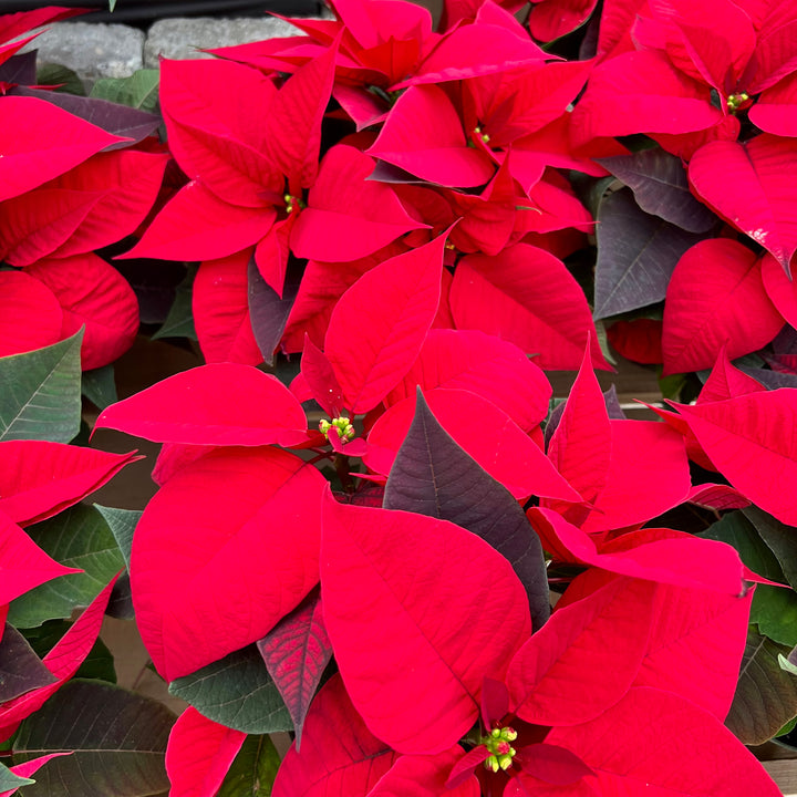 Poinsettia