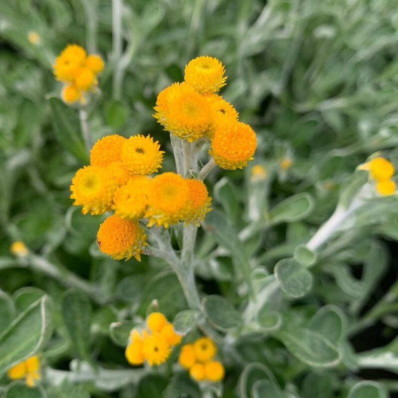 Al's Garden & Home 'Desert Flame' Chrysocephalum (Chrysocephalum apiculatum), 4 Inch annual