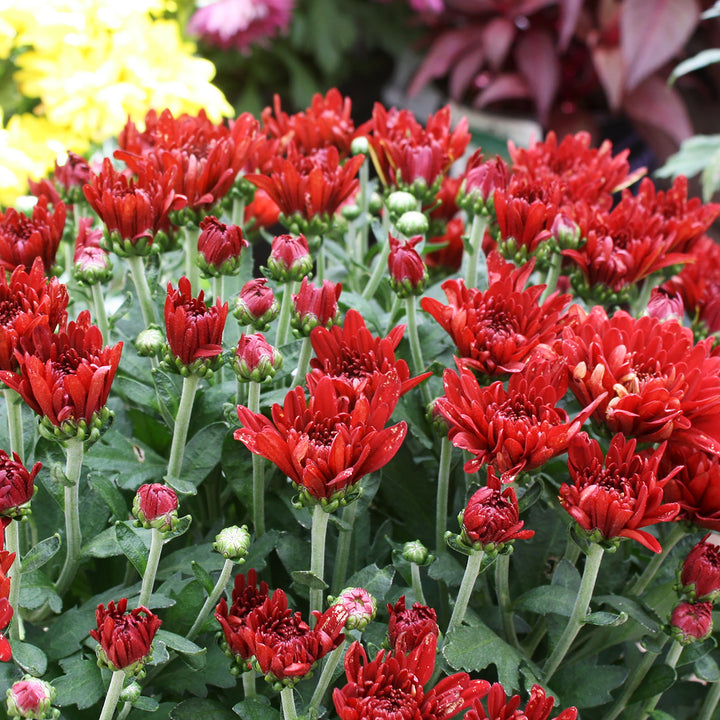 Chrysanthemum Novelty - Assorted 8"